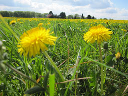 Wiese in Gelb