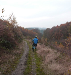 Einsam im Wald