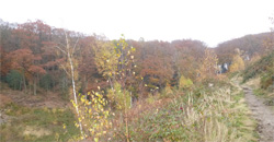 Der Wald in Essen