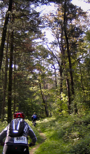 Im Wald